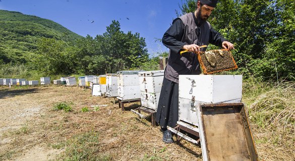 Mount Athos Honey - Pollen