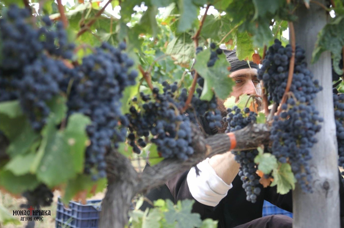 A monk cultivates the vines on Mount Athos