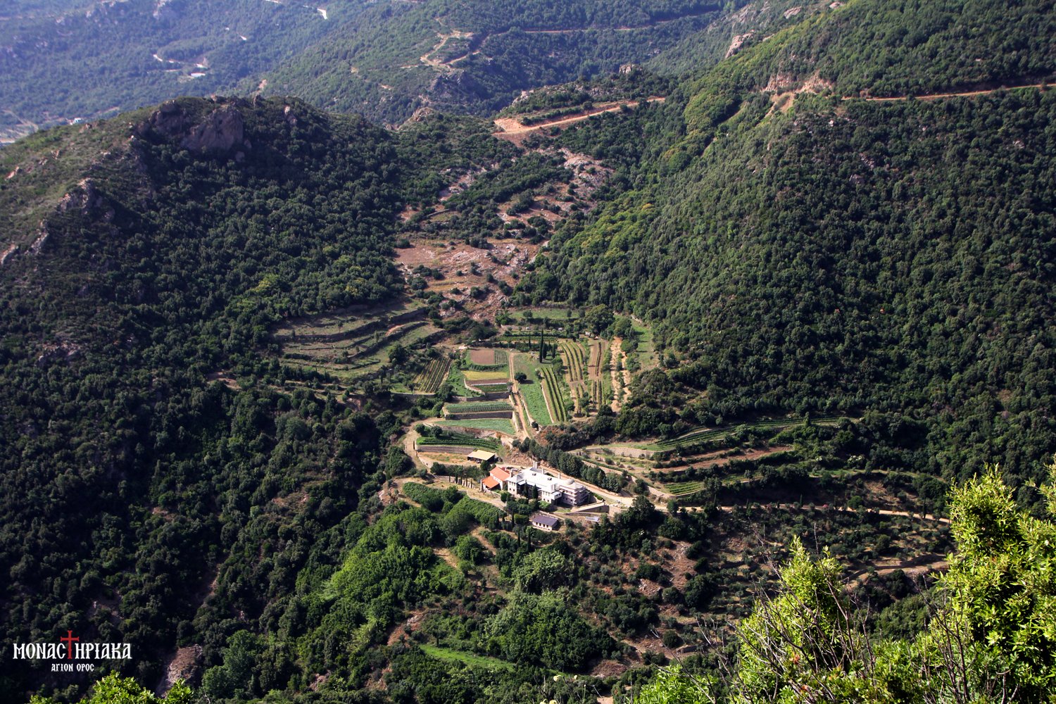 Vineyard of the Holy Monastery of Simonos Petra