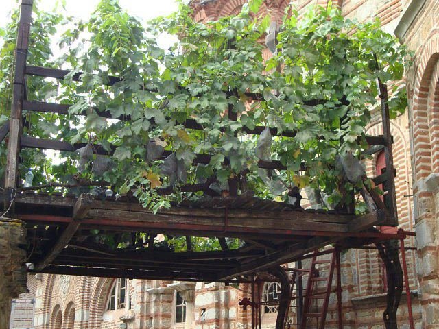 The miraculous vine of Saint Symeon the fragrant at the monastery of Chilandar.Grew alone in a miraculous way, without sowing a vine consolation for the Fathers of the Abbey. 