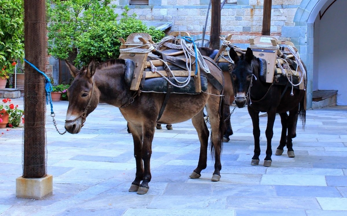 mount-athos-pack-animals