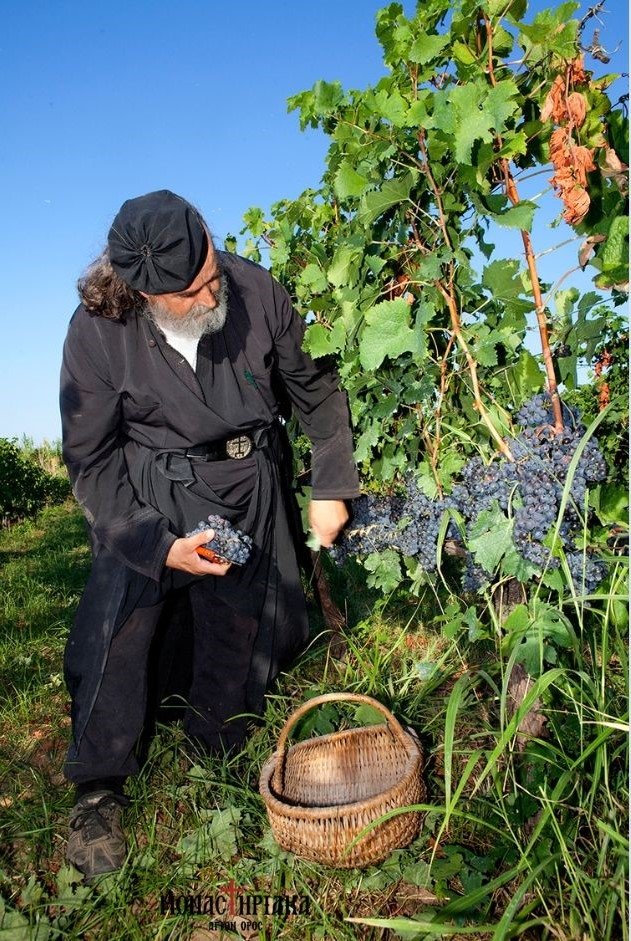 The monk Epiphanios in the vineyard on Mount Athos.